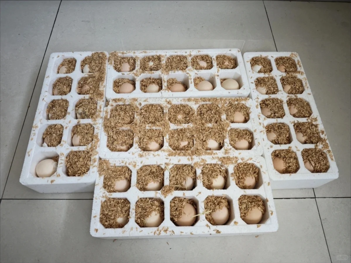 ����0.01�ļ���������