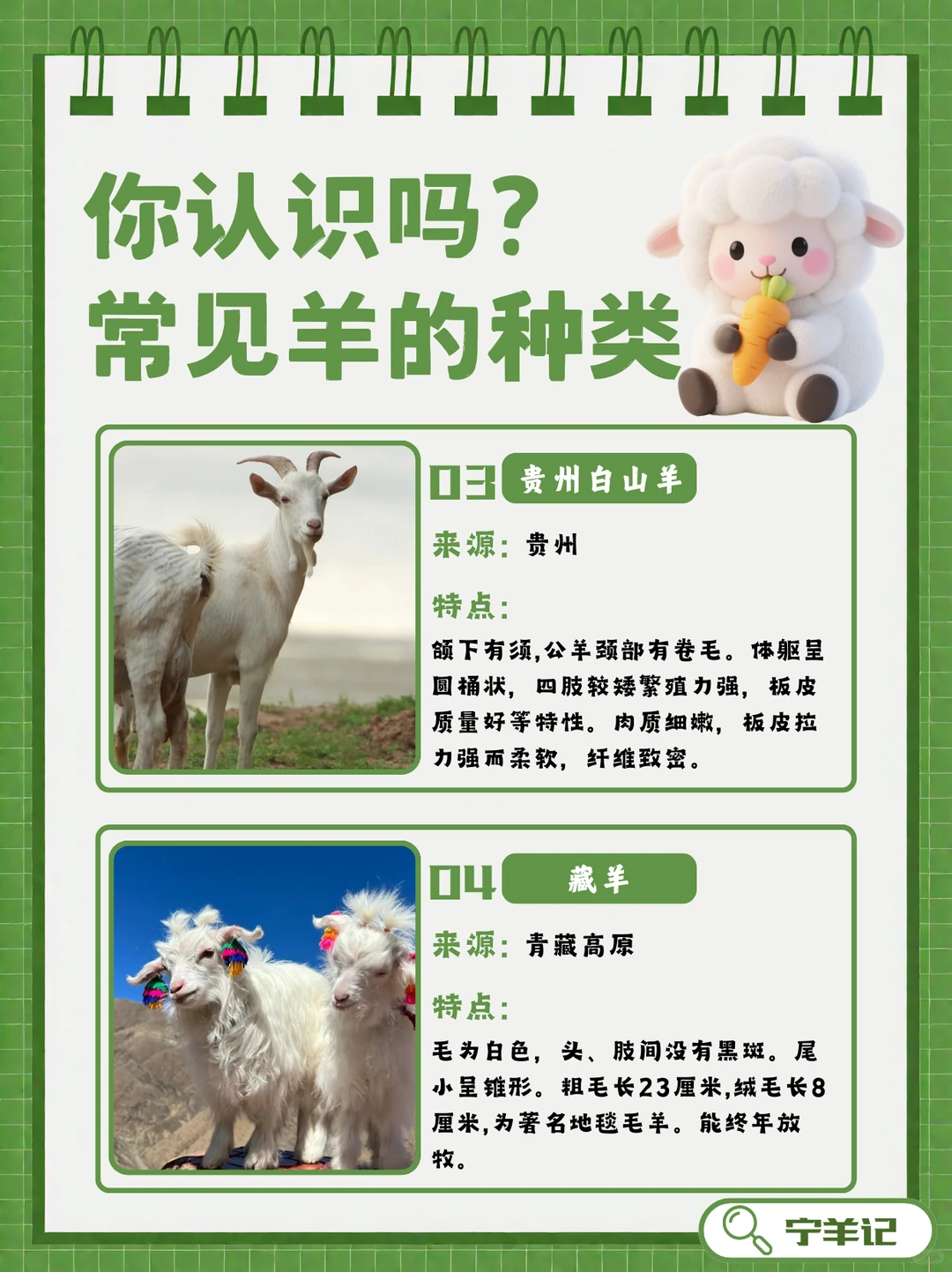 盘点羊品种?|原来盐池滩羊才是美味担当