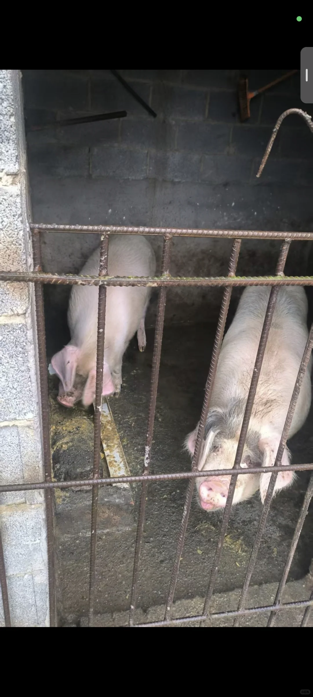 �������������������ʳ��