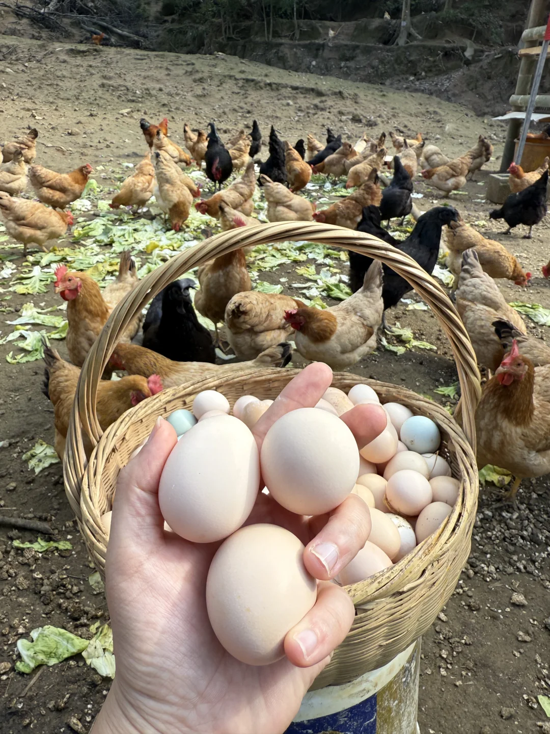 �������Լ������������Բ��꣡�����Բ��꣡