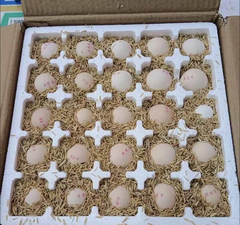 ����ÿ�������Ҷ������򼦵��˹���