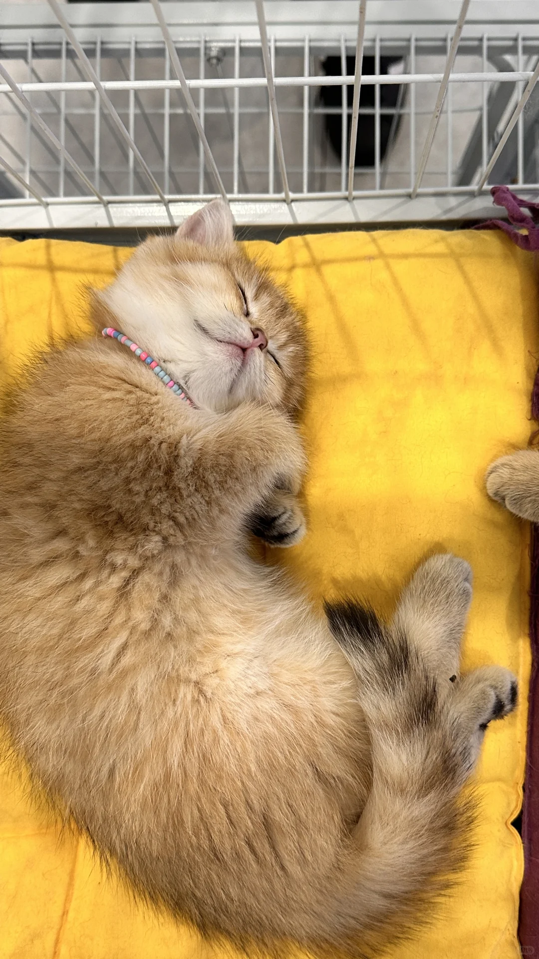 ɽ������ʲôУ��ƪ֮ʢ����