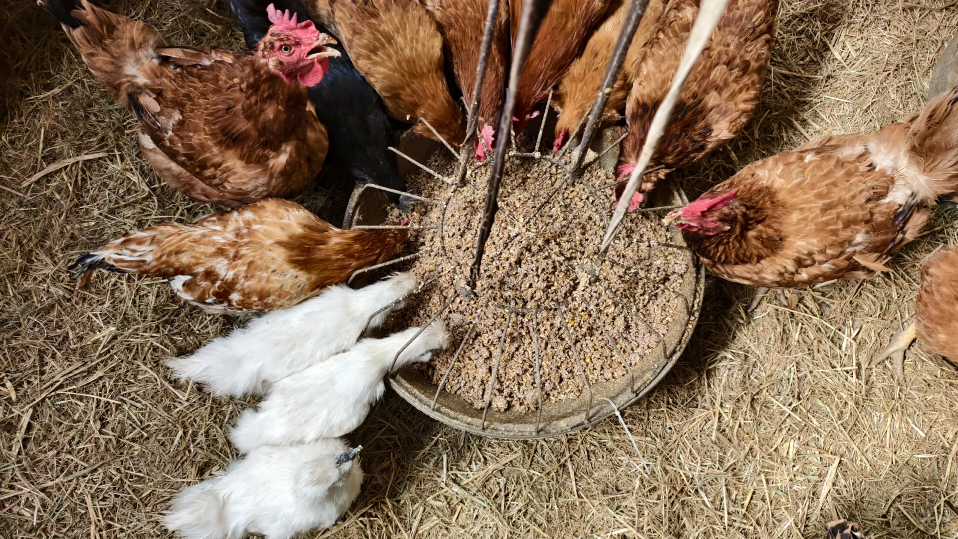 ����ƪ|�Ϸ�������