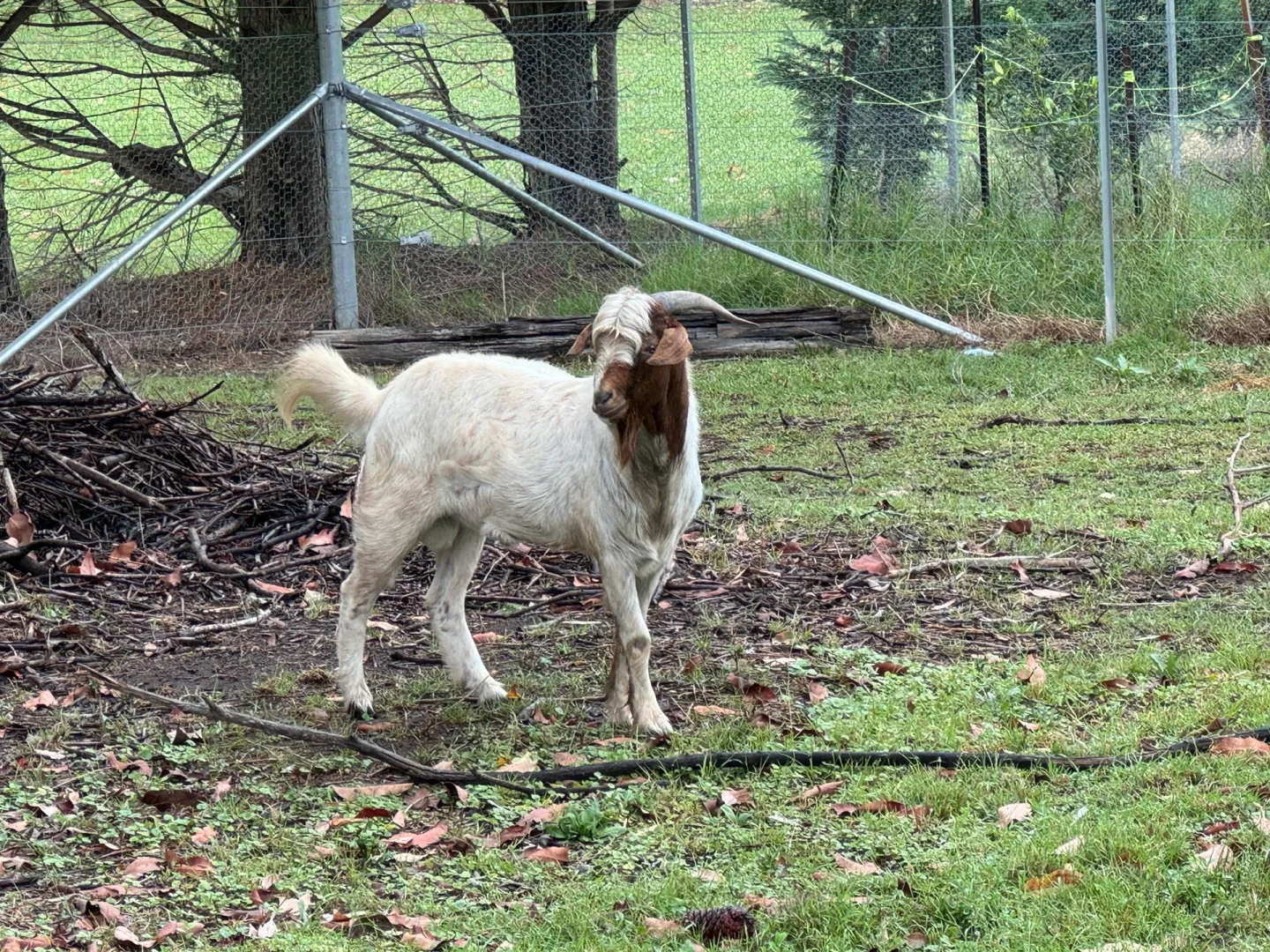 û�մ�����ɽ��?$150ֻ