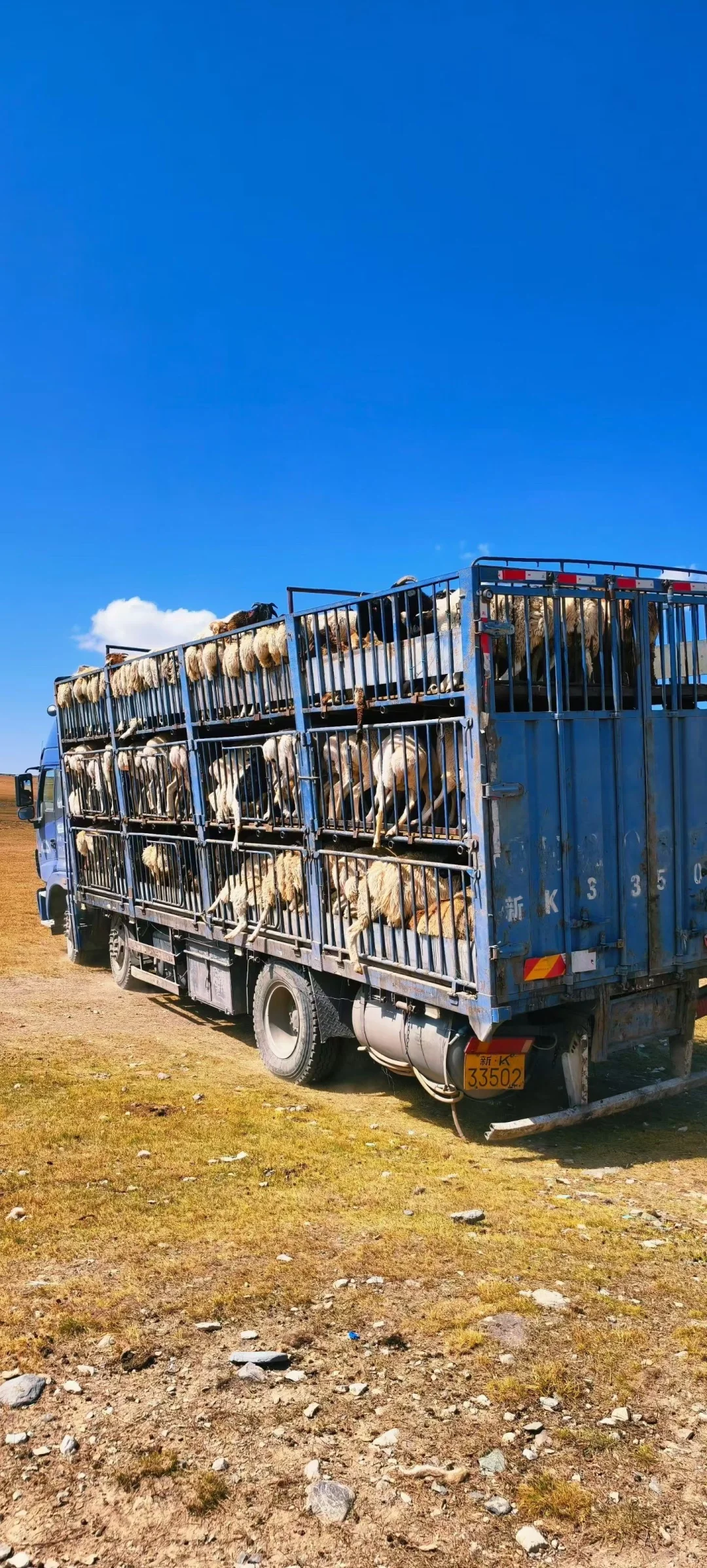 �½���ͷ��Ϊʲô�ó���