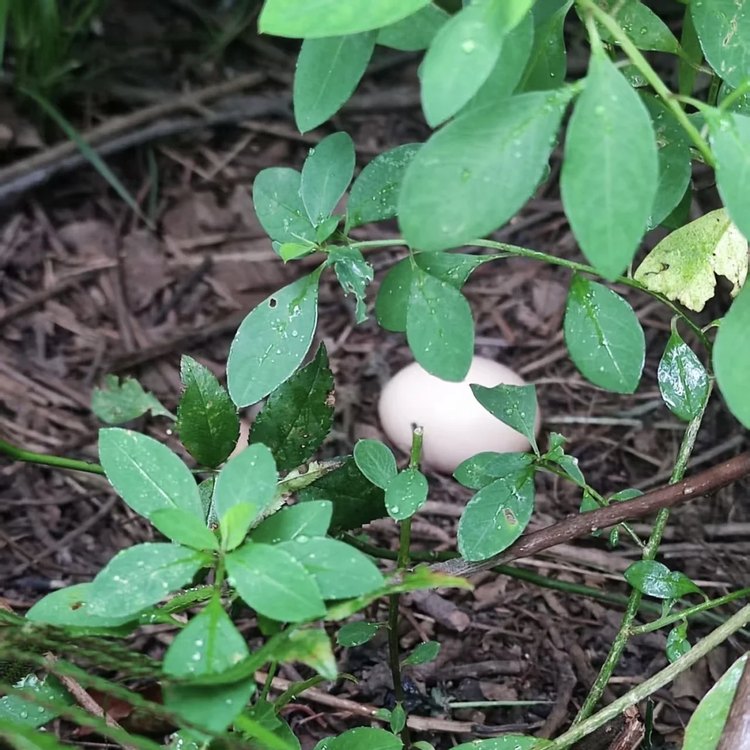 谈谈最近卖鸡蛋以来的感想