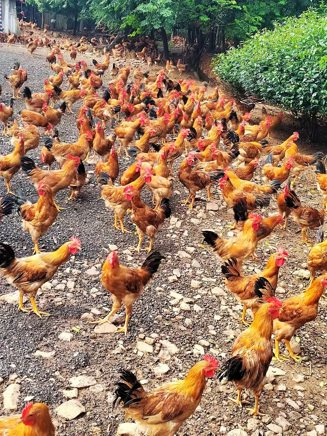 ����ϸ�㵳��ϲ?����+������ÿ�첻��1Ԫ