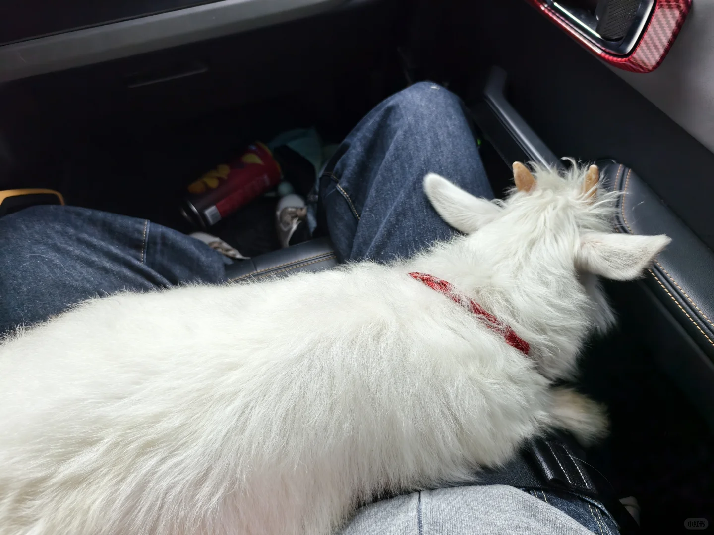 小羊已经成功到家后续