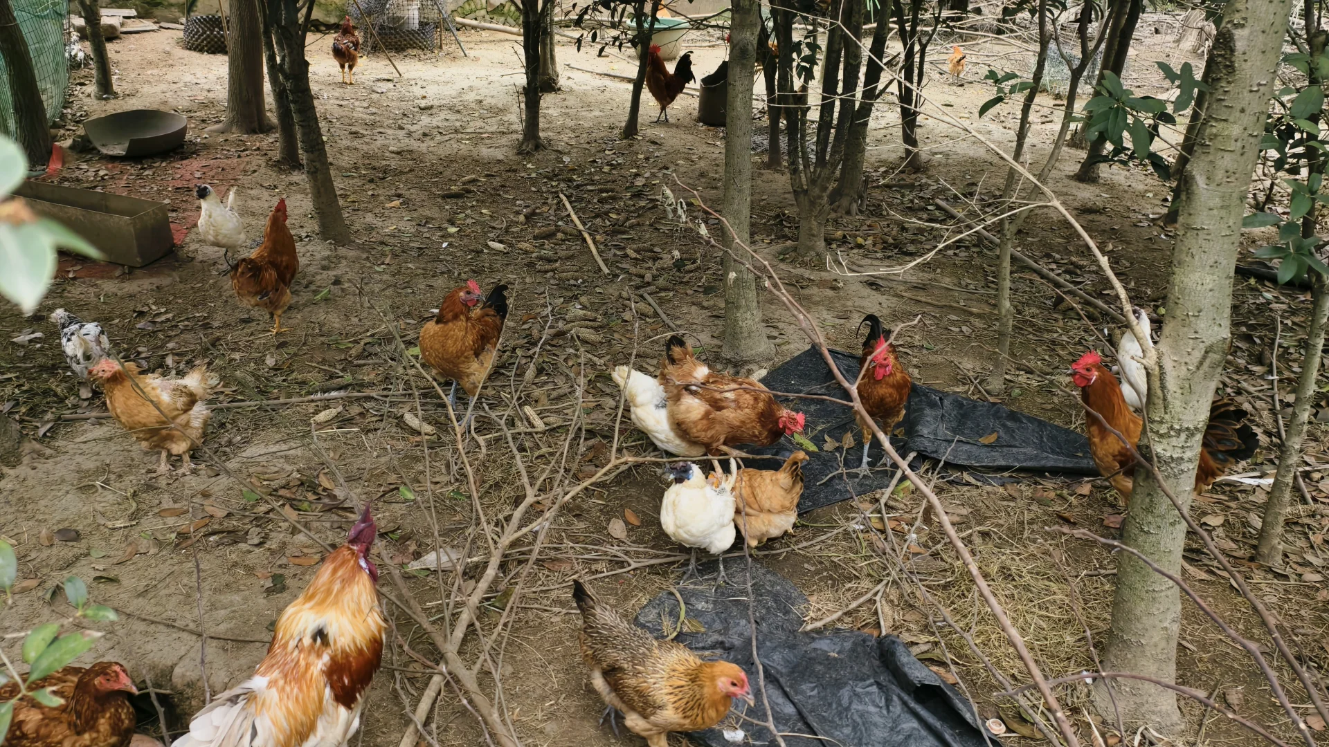 ����ƪ|�Ϸ�������