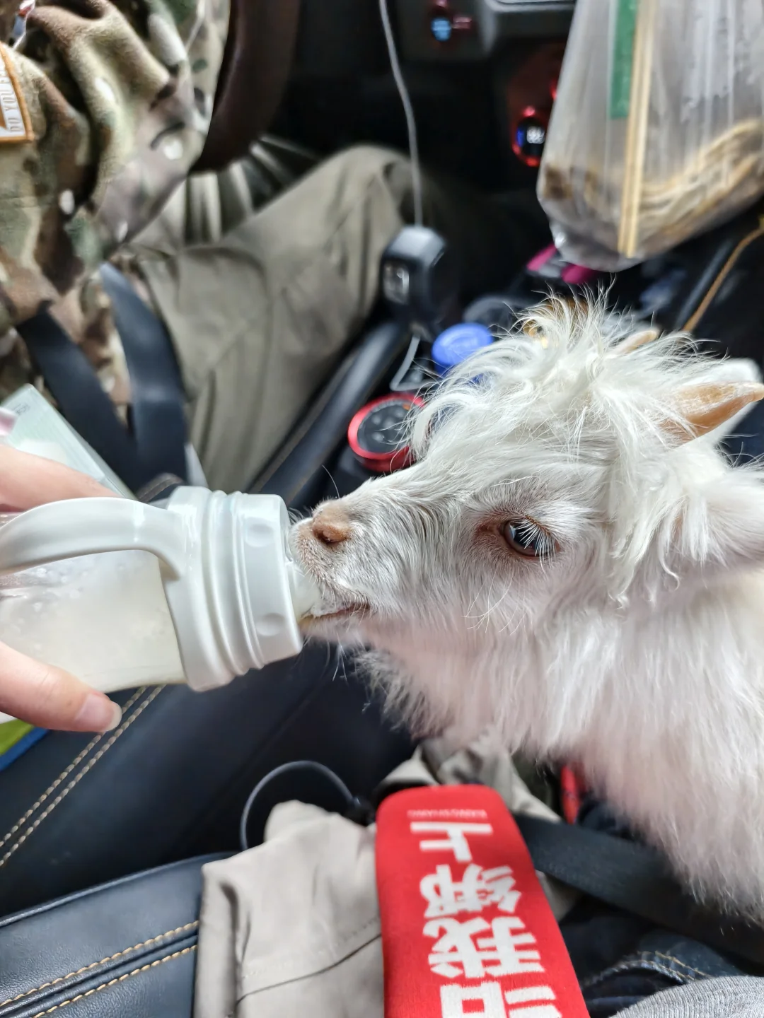 小羊已经成功到家后续