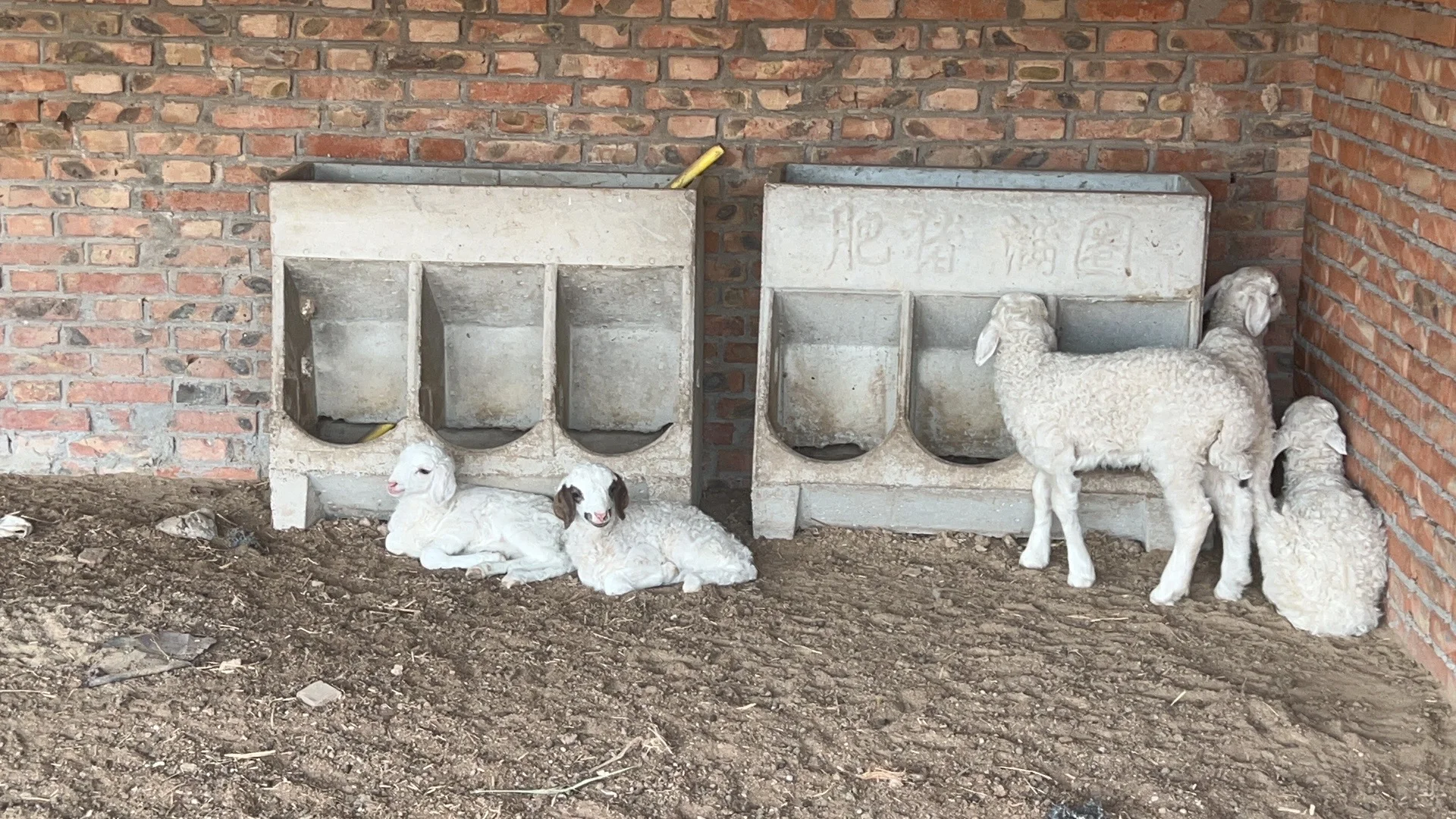 ������Ƹ������Ա