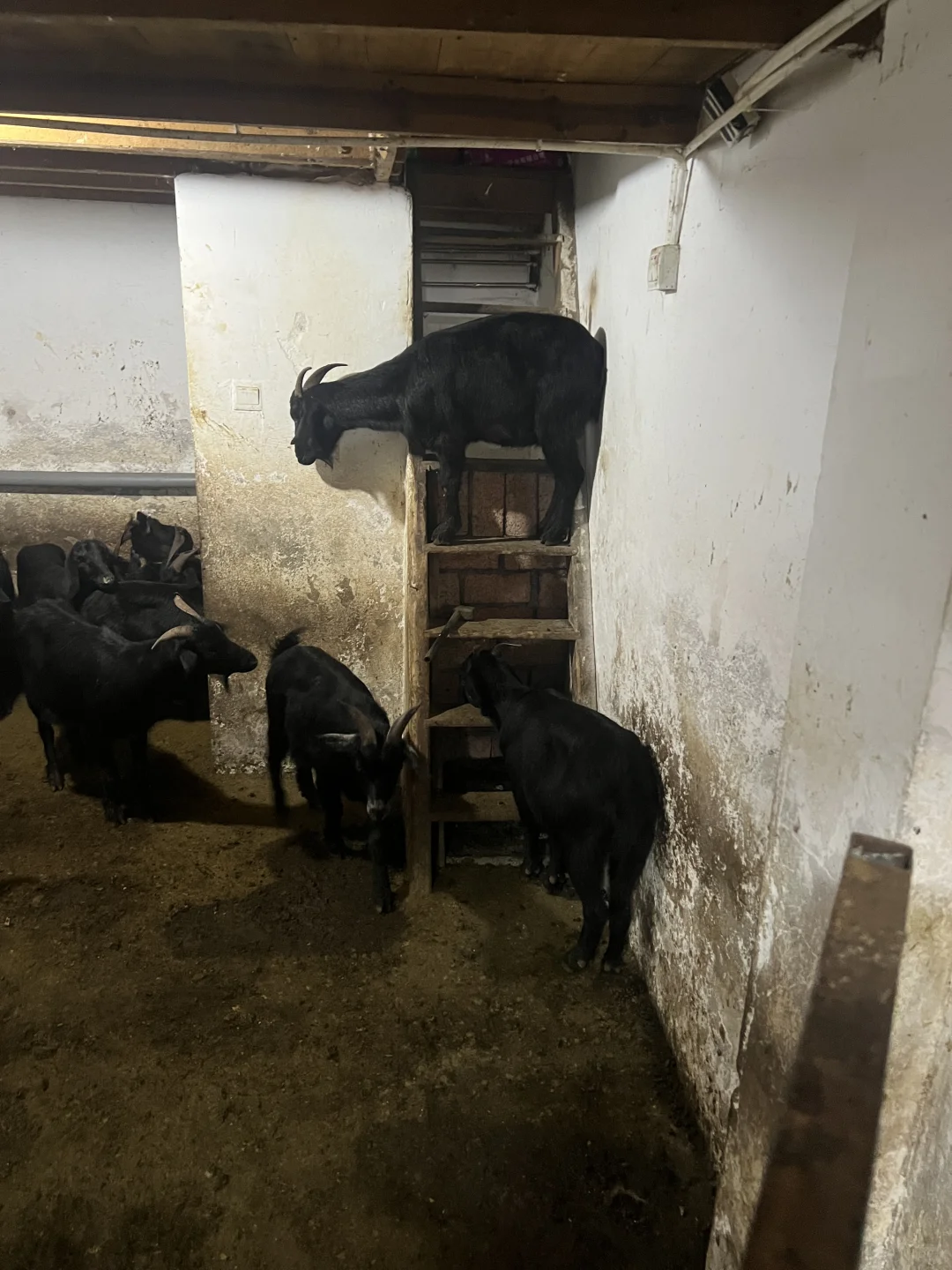 ������ò�ʼۣ��Ҽ�������