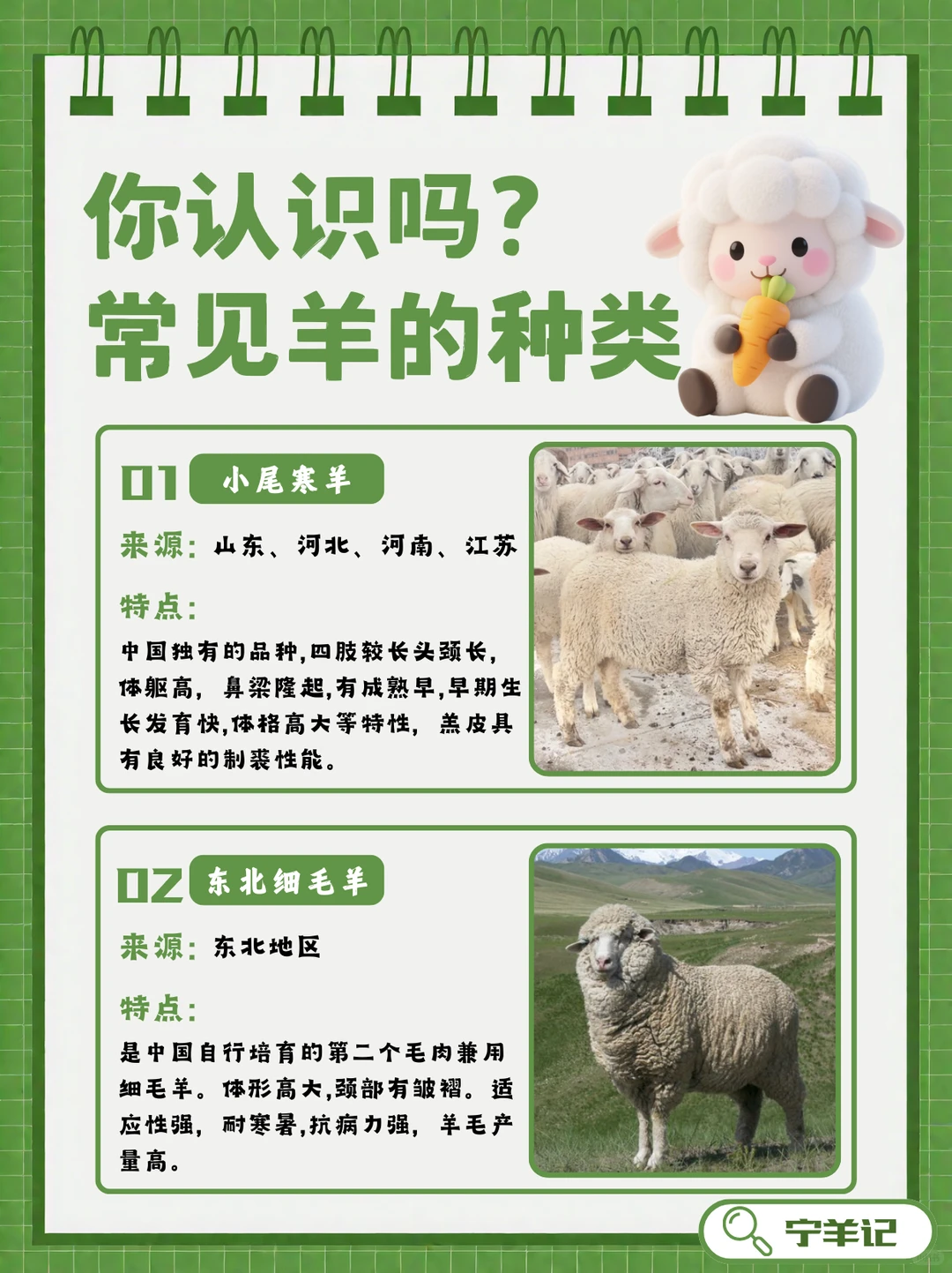 盘点羊品种?|原来盐池滩羊才是美味担当