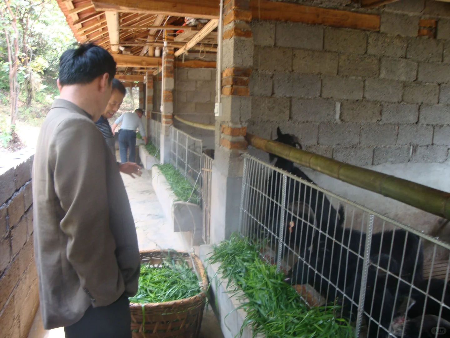 八零后中年失业,回乡养黑山羊靠谱吗?