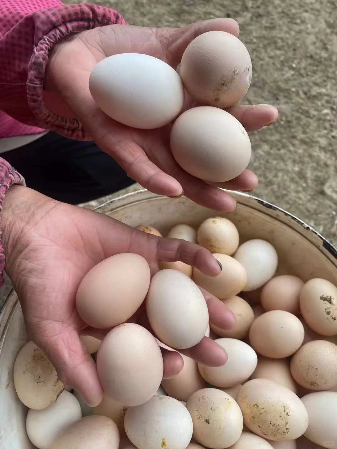 ũ������ɢ��������