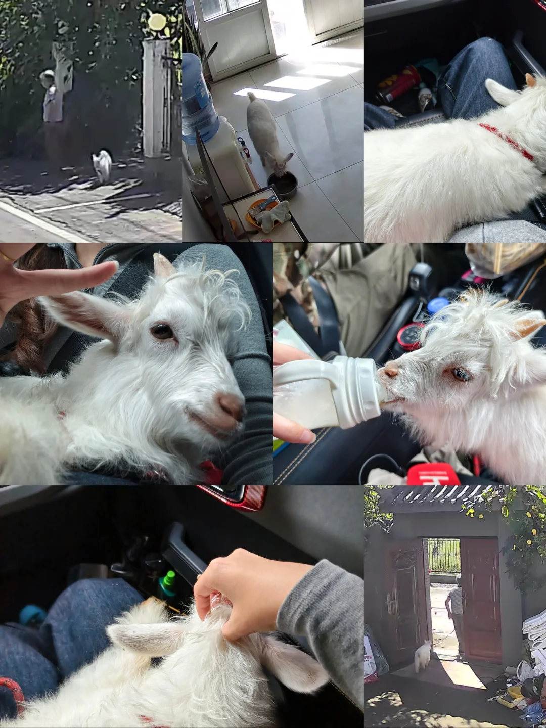 小羊已经成功到家后续