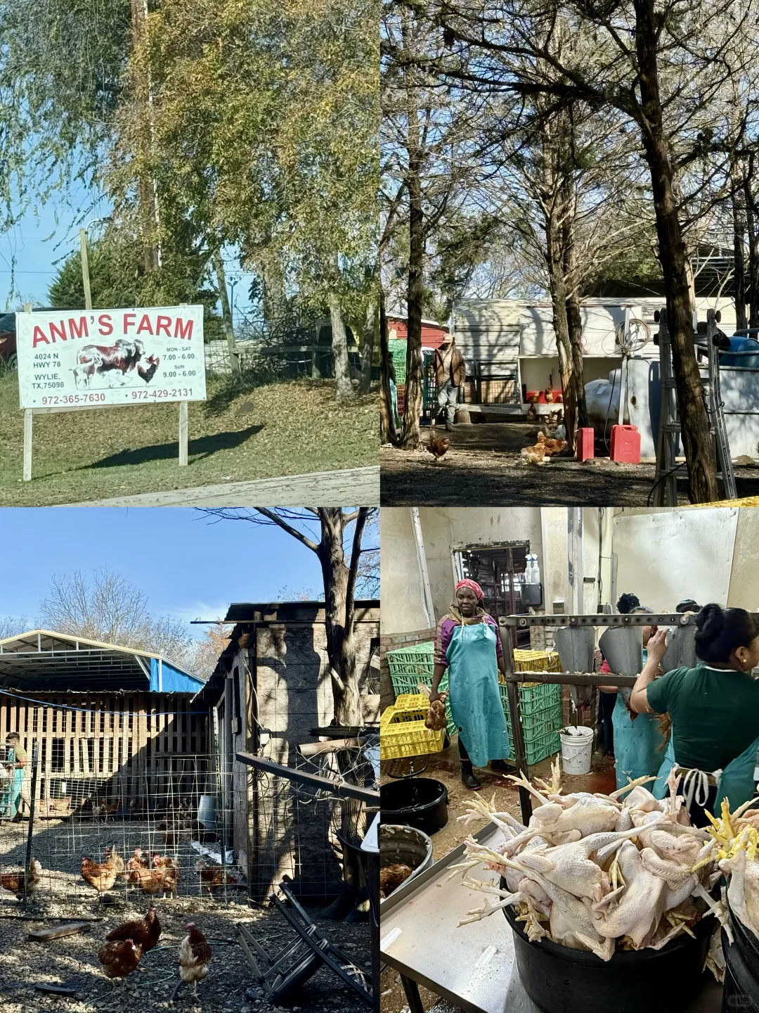 ?����˹��ʳ| WYLIEũ����ļ�Ѽţ��