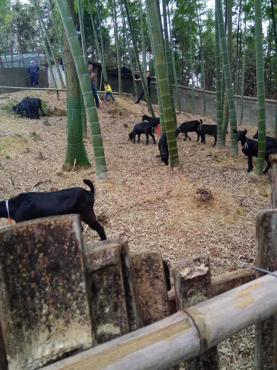 别傻等还钱了!20只羊抵债,非养羊人也不亏