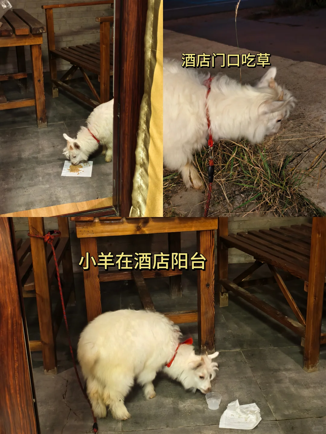 小羊已经成功到家后续