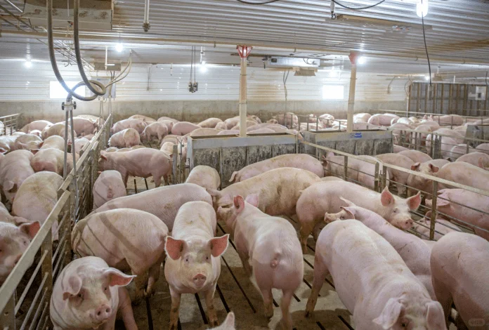 12月猪价承压,供需失衡格局难破