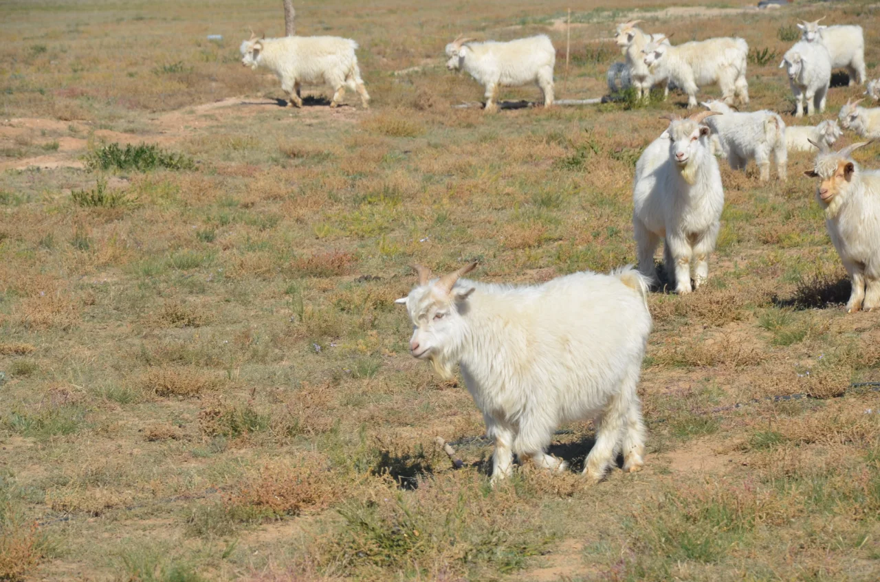 我爸说卖不出去,以后少养点
