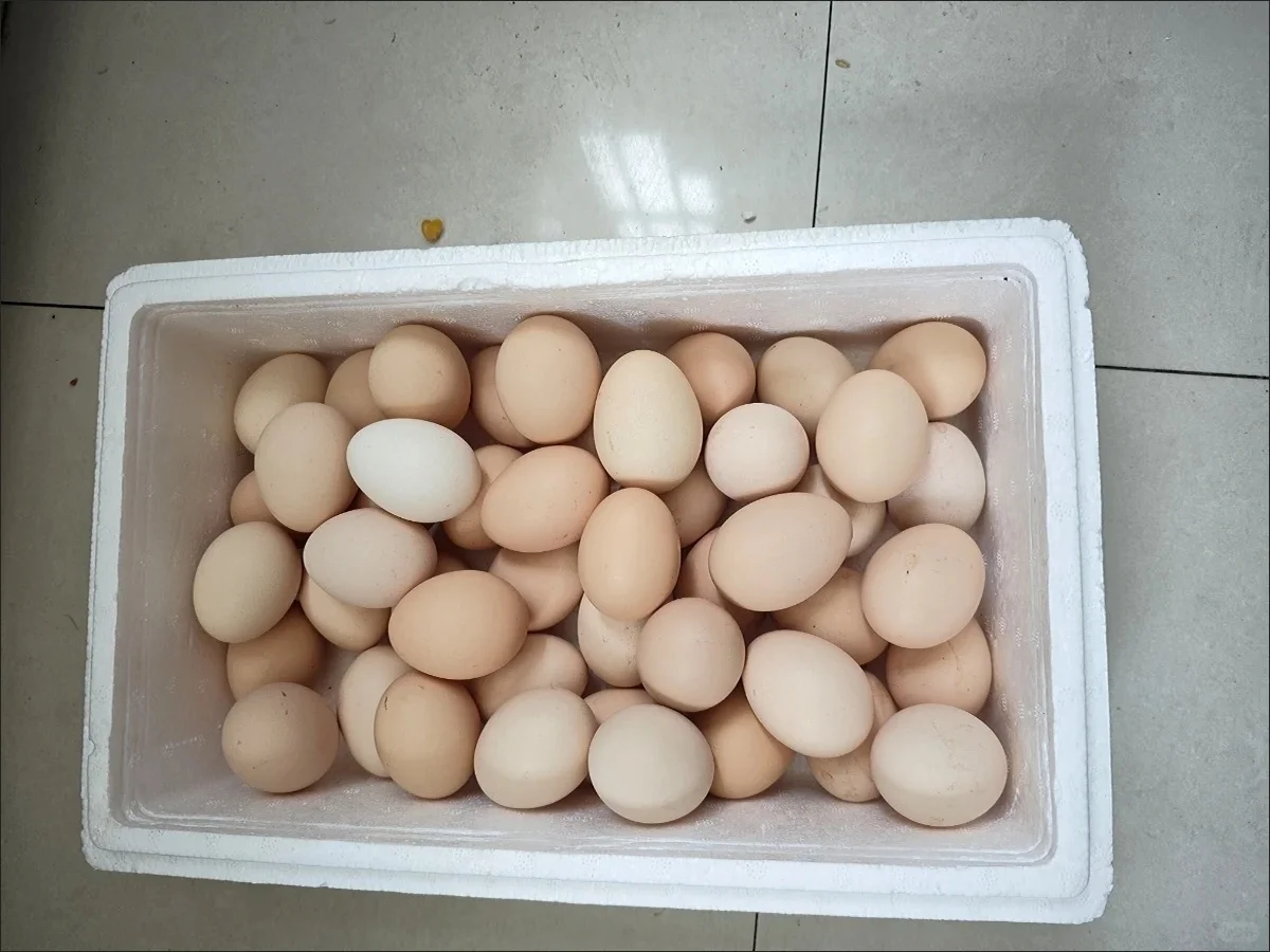 ����0.01�ļ���������