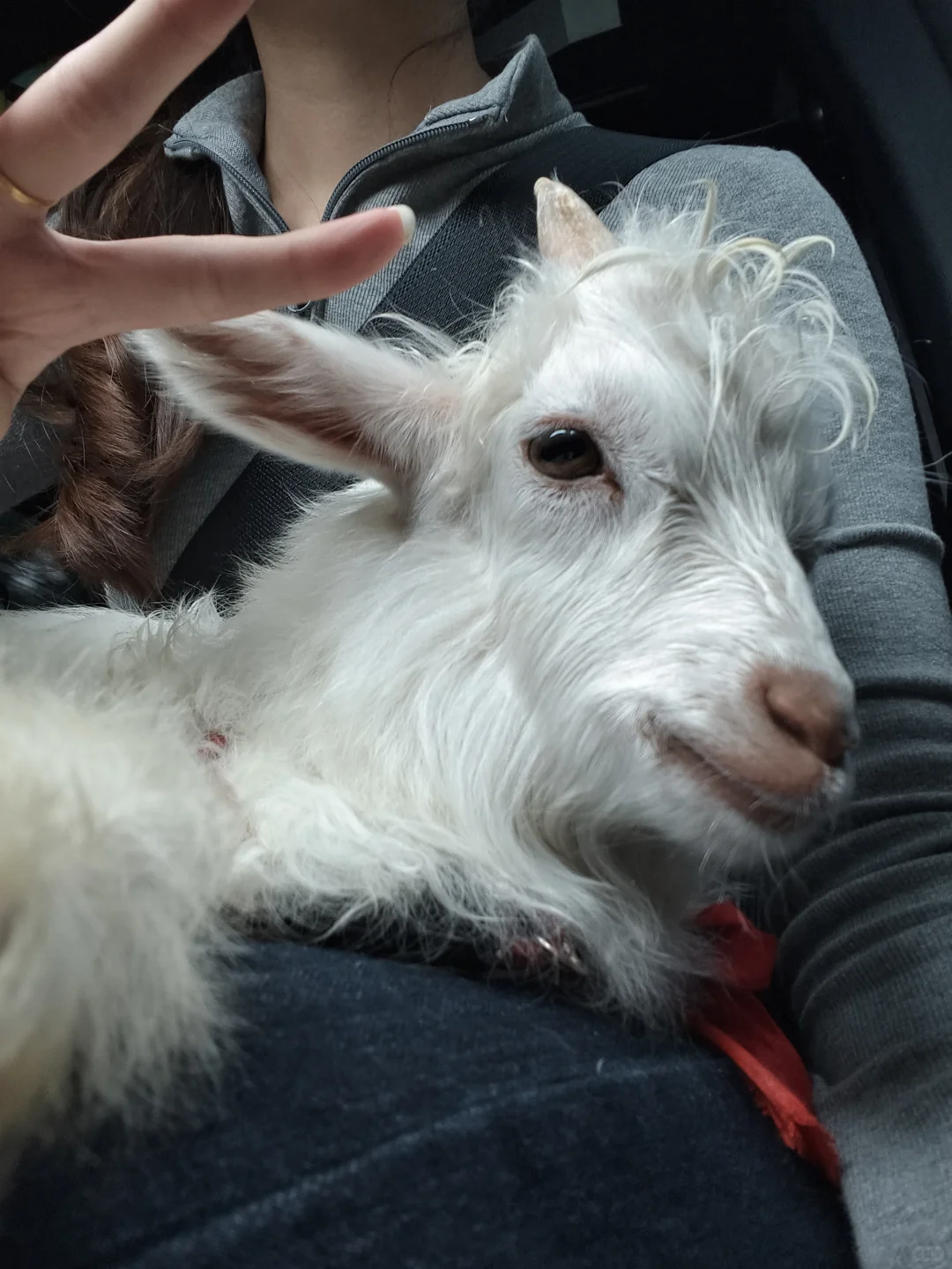 小羊已经成功到家后续