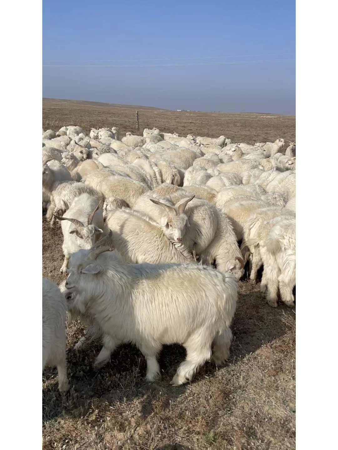 我爸说卖不出去,以后少养点