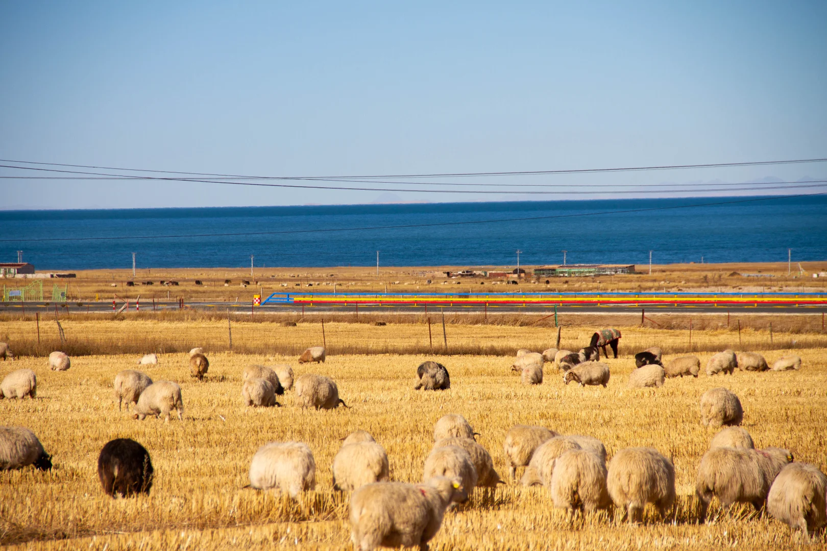 让牛马养羊这究竟是怎样的一家公司?