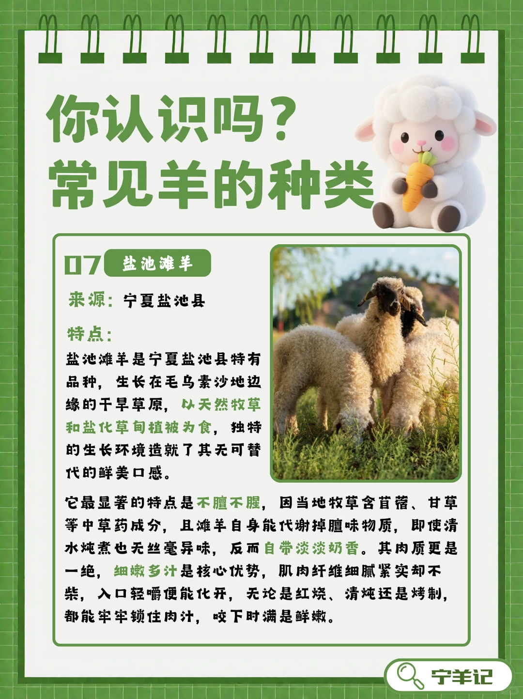 盘点羊品种?|原来盐池滩羊才是美味担当