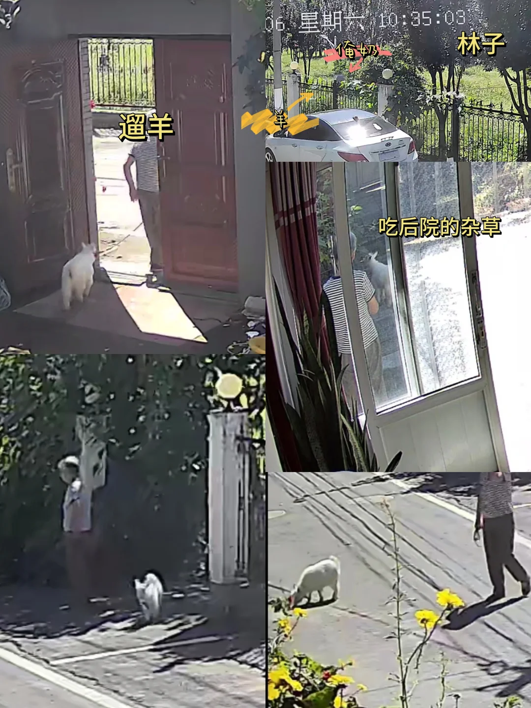 小羊已经成功到家后续