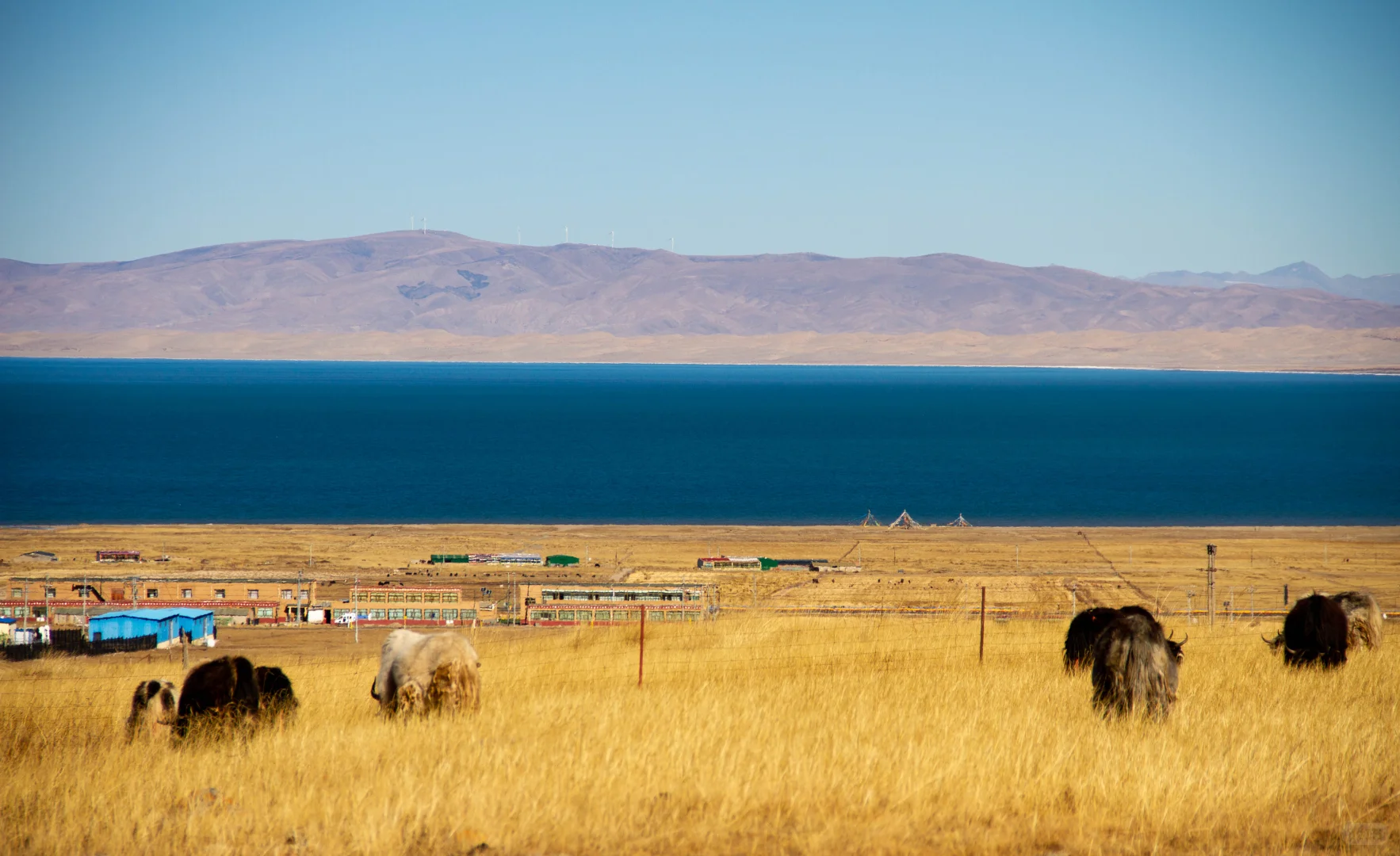 让牛马养羊这究竟是怎样的一家公司?