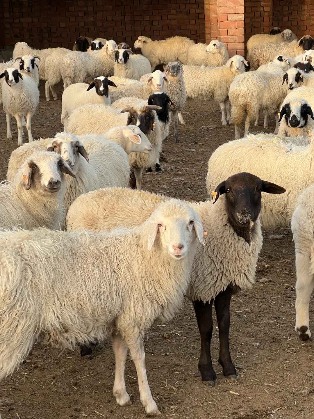 �����γ�̲�������ֻ30��1328Ԫ