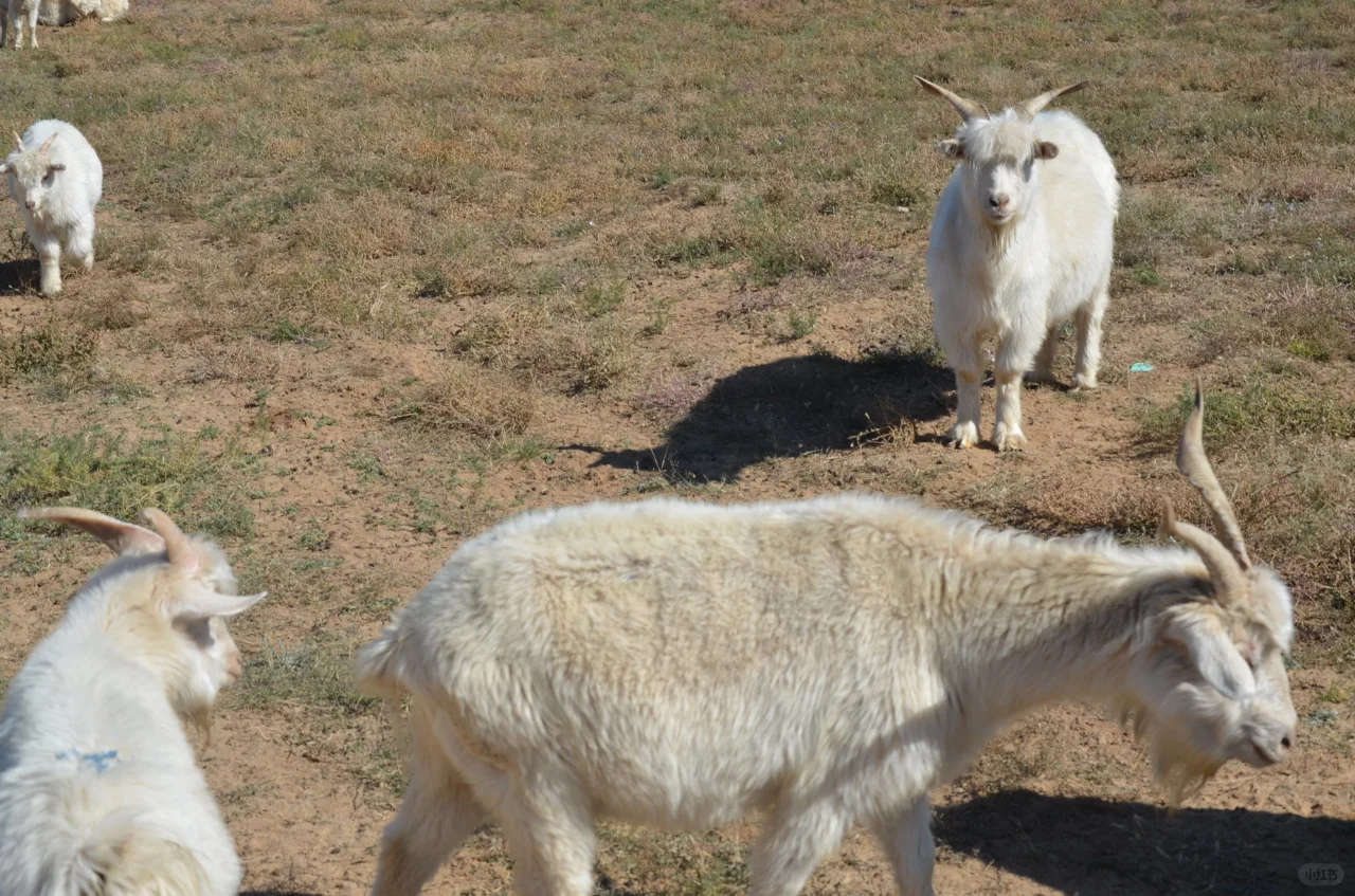 我爸说卖不出去,以后少养点