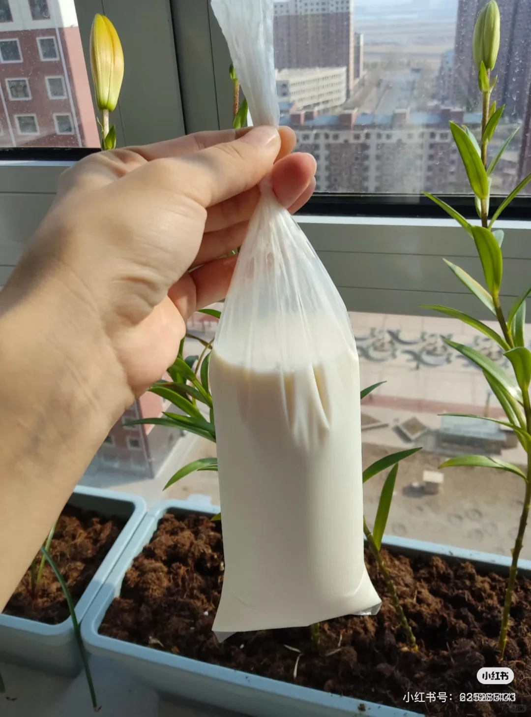 ԴȪ���߳�����ţ��