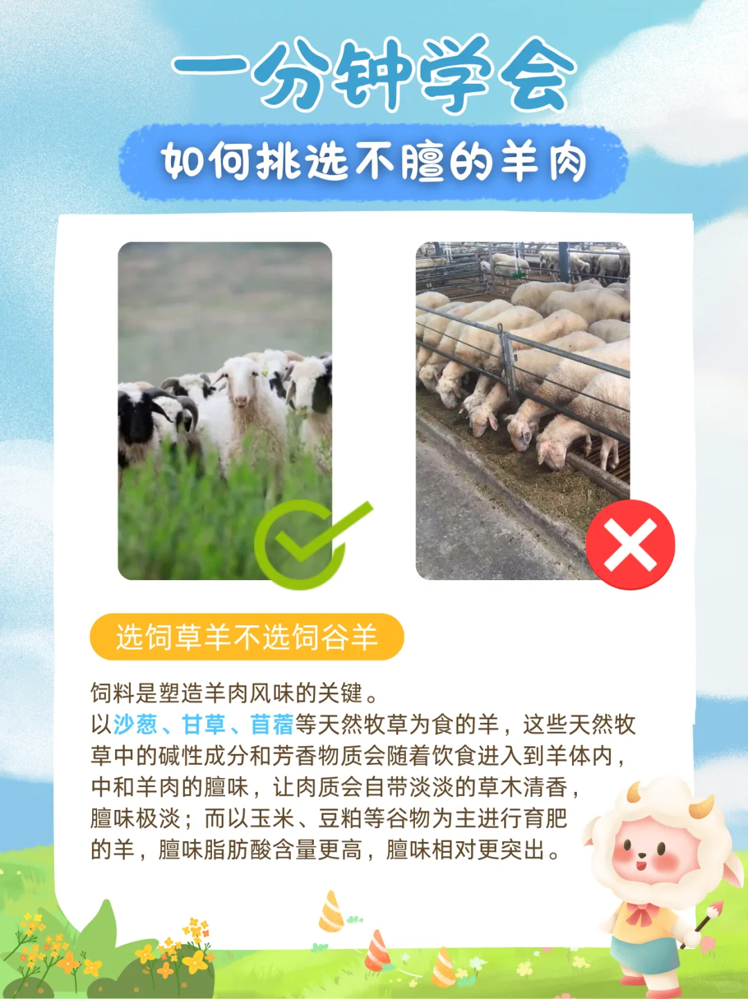 1??分钟学会如何挑选好吃还不膻的羊肉