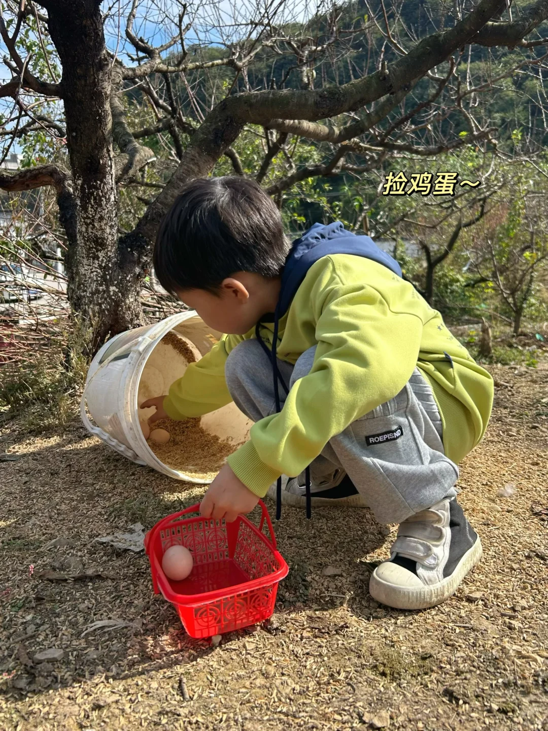 绍兴|带娃去做竹筒饭烤番薯摘橘子捡鸡蛋啦