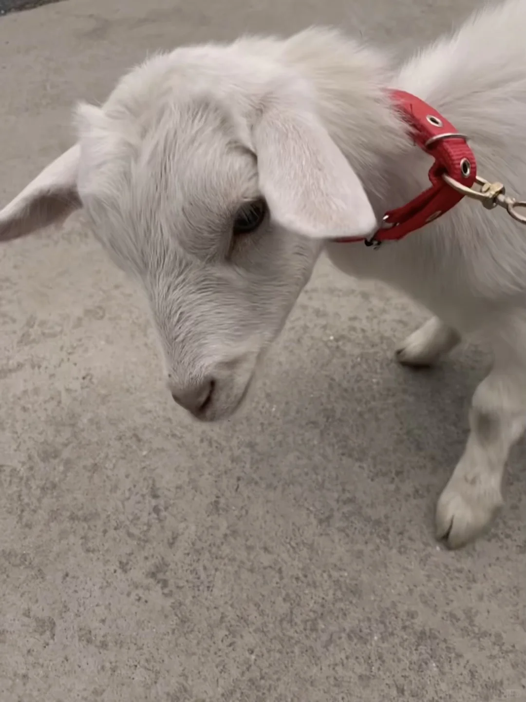 �Ұ�Ī��������һֻС�򡭡�