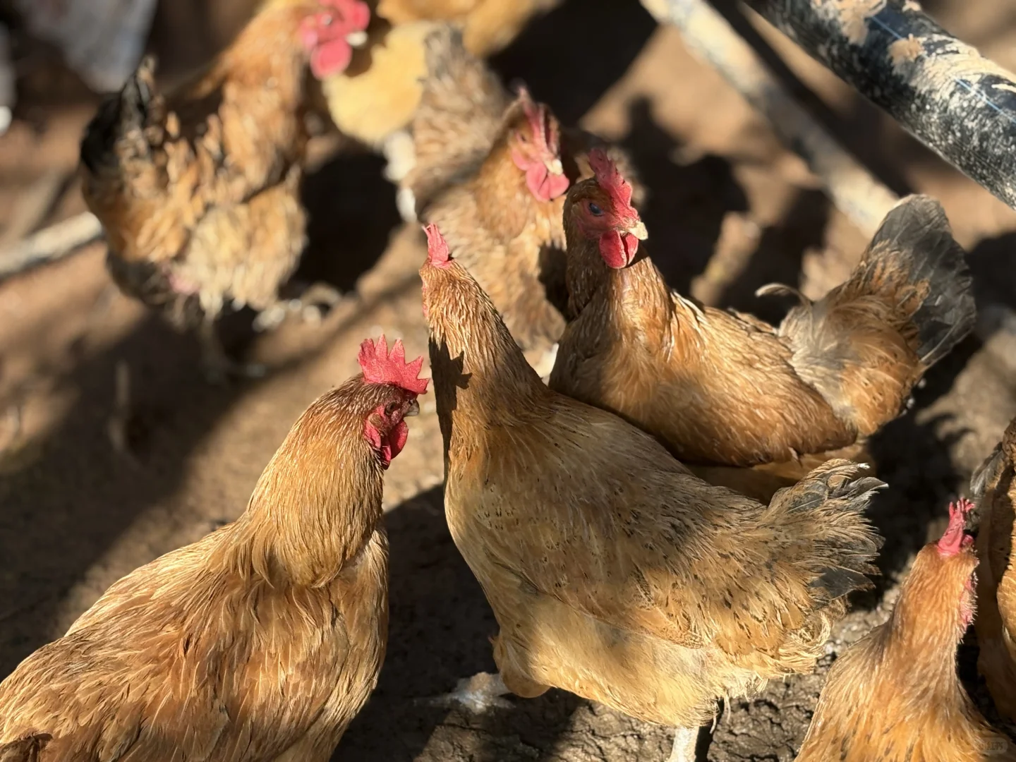 谈谈最近卖鸡蛋以来的感想