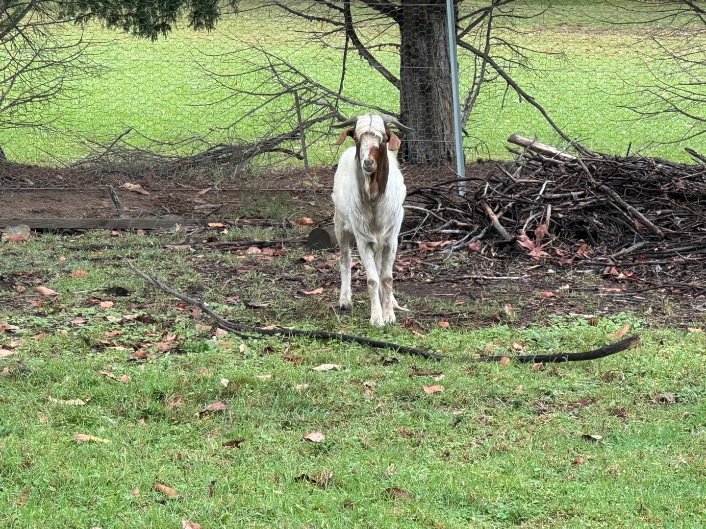 û�մ�����ɽ��?$150ֻ