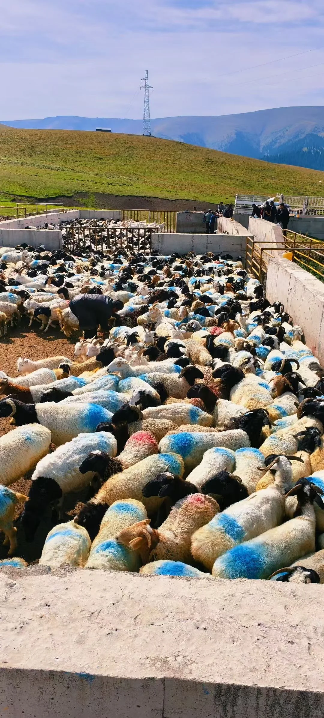 �½���ͷ��Ϊʲô�ó���