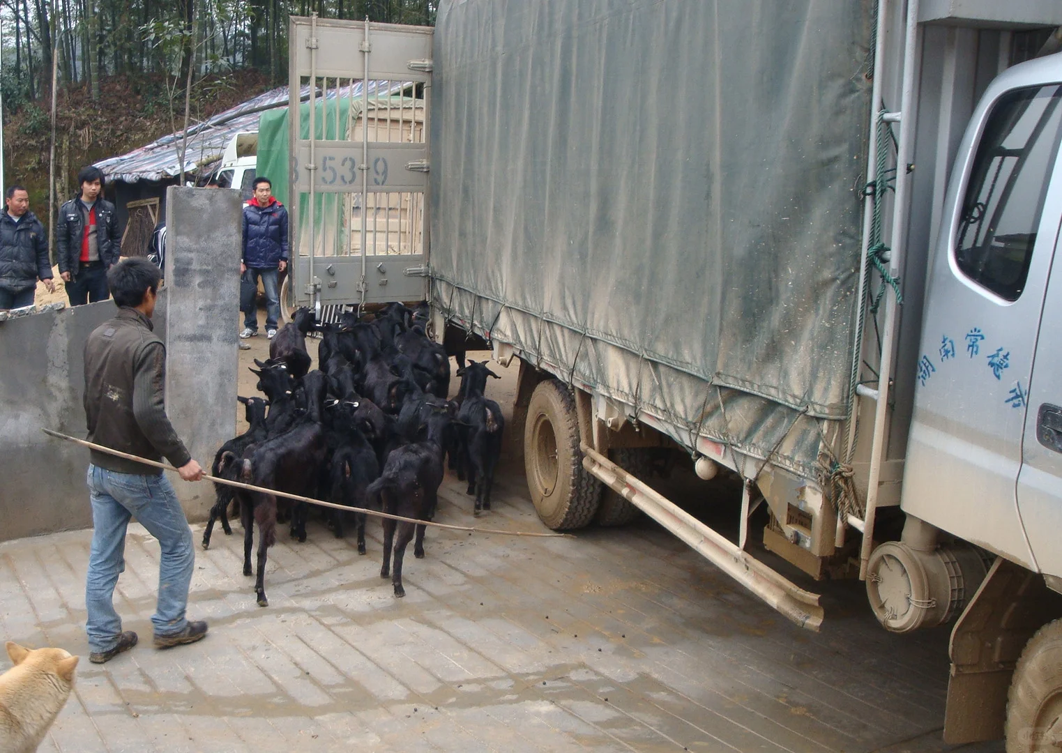八零后中年失业,回乡养黑山羊靠谱吗?