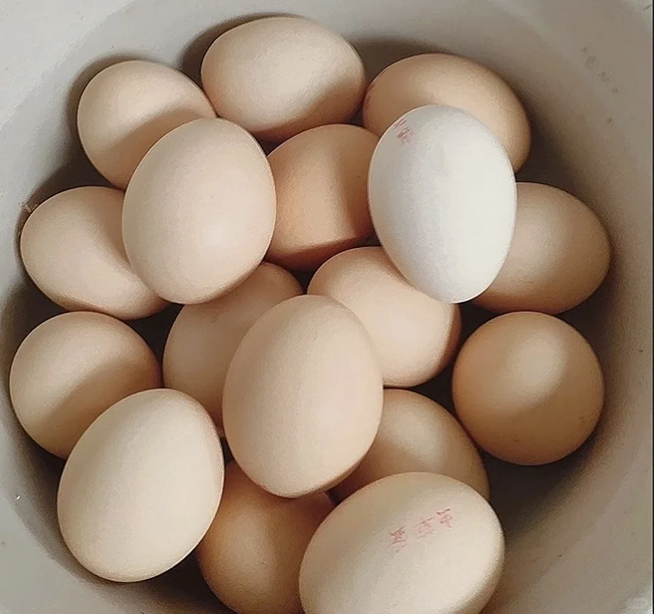 ����ÿ�������Ҷ������򼦵��˹���