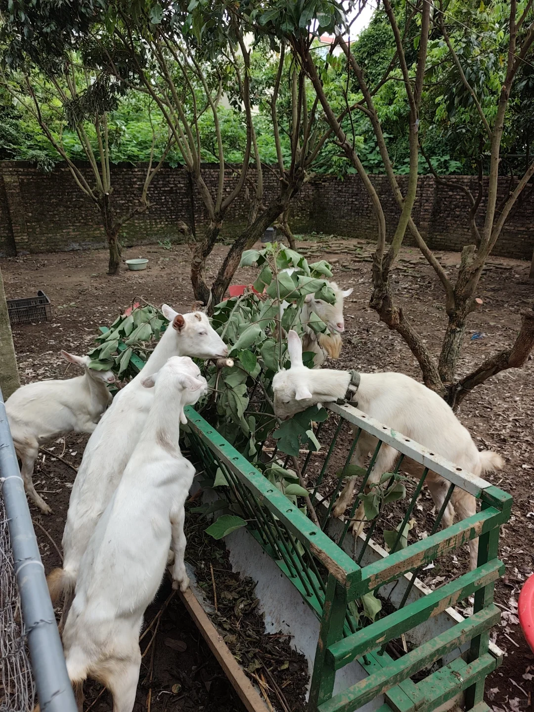 ��������С�����Լҷ�ֳɢ��