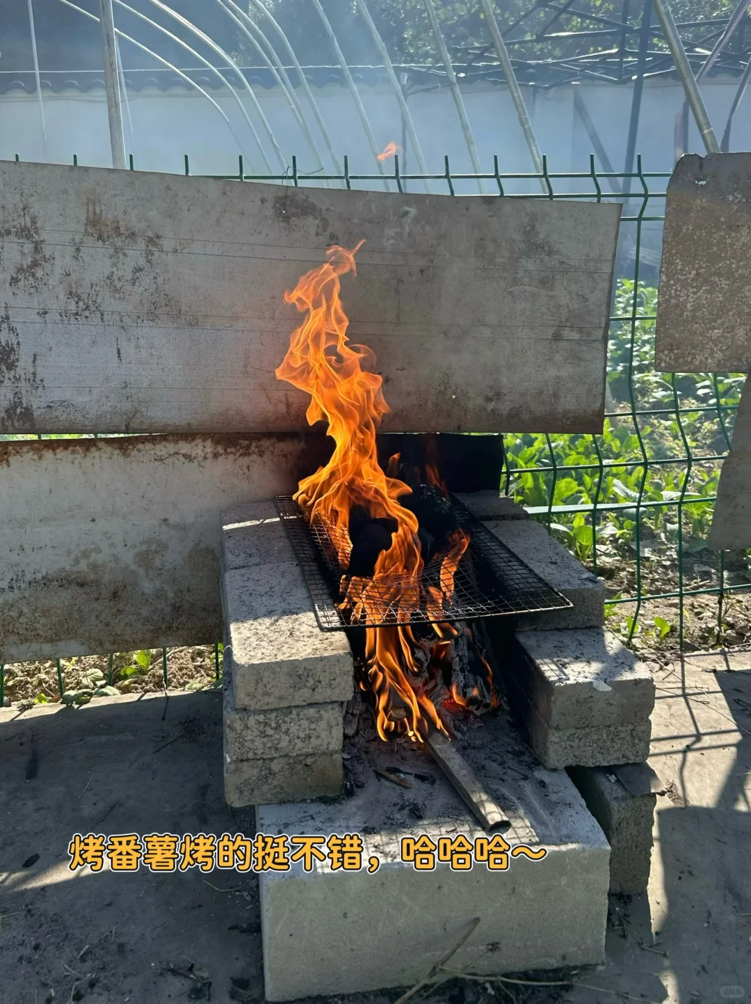 绍兴|带娃去做竹筒饭烤番薯摘橘子捡鸡蛋啦