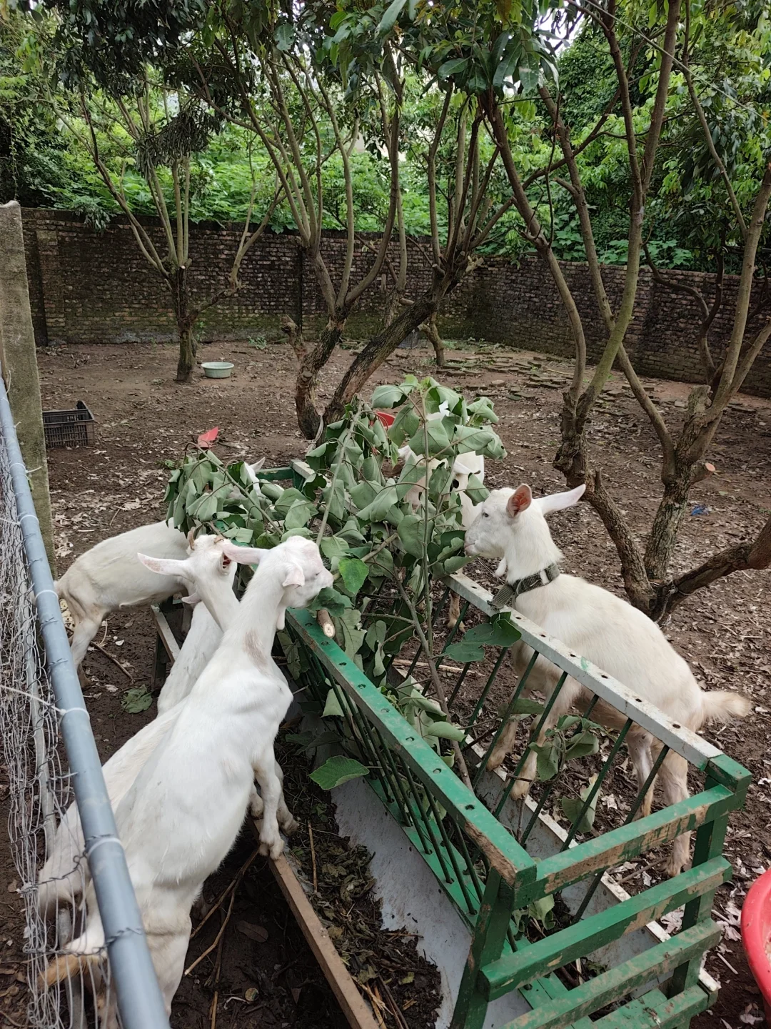 ��������С�����Լҷ�ֳɢ��