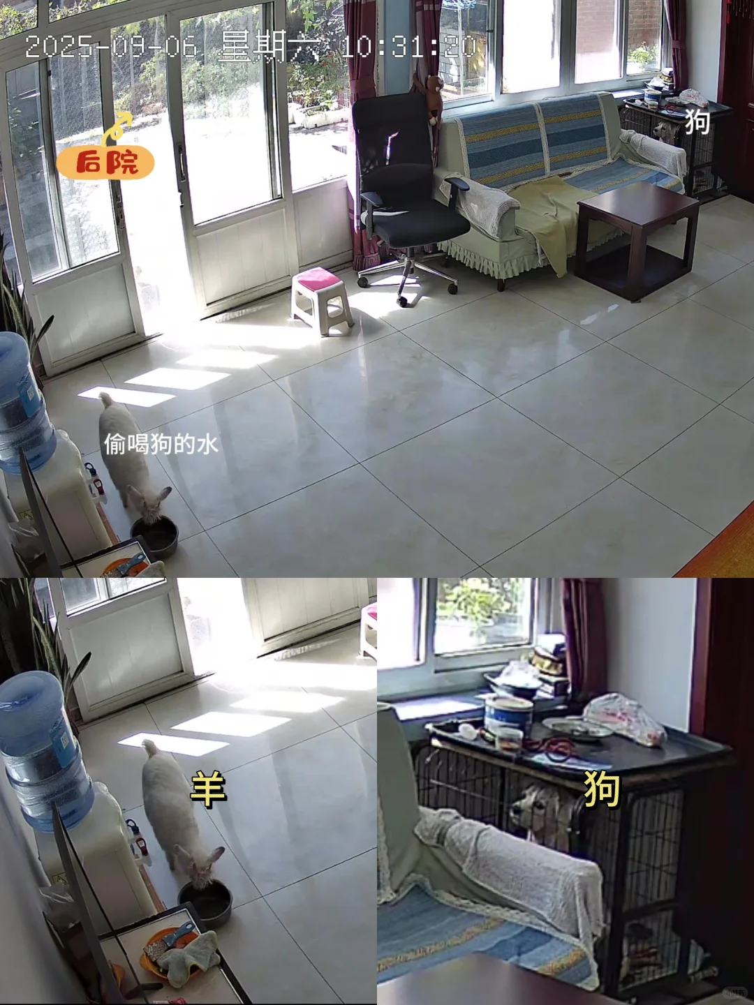 小羊已经成功到家后续