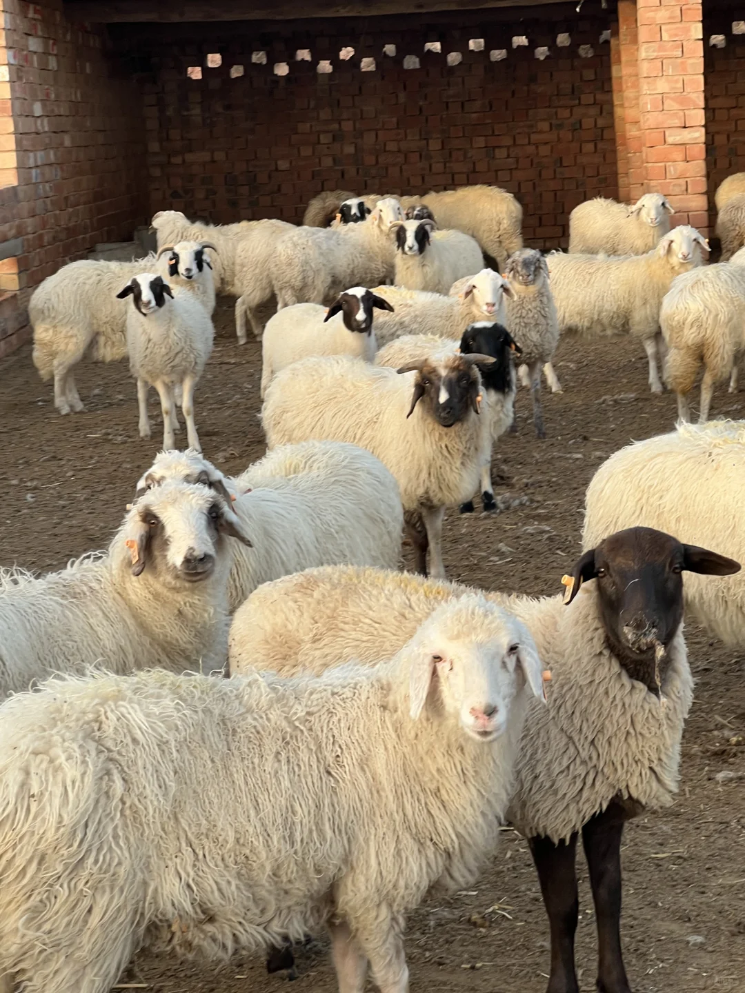 �����γ�̲�������ֻ30��1328Ԫ