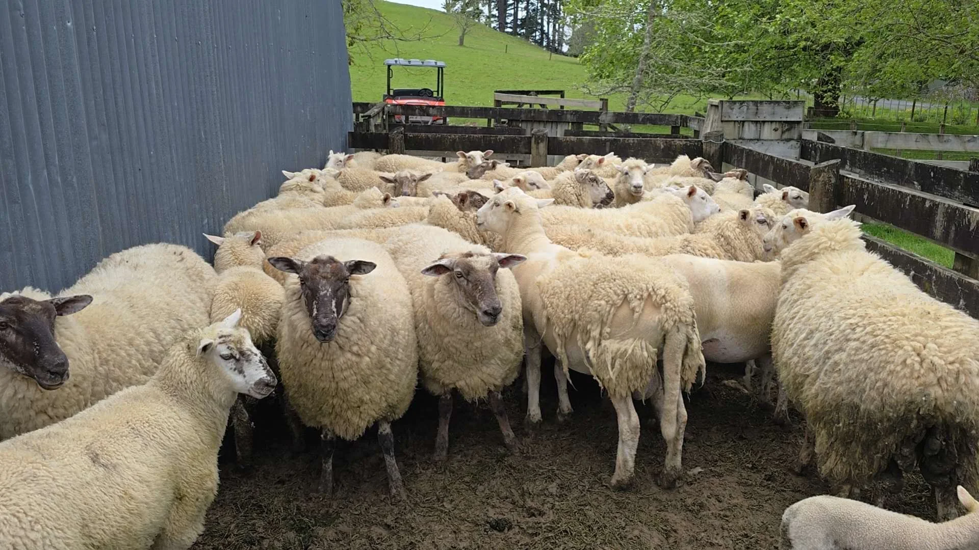 ���Ѽ�ũ��������