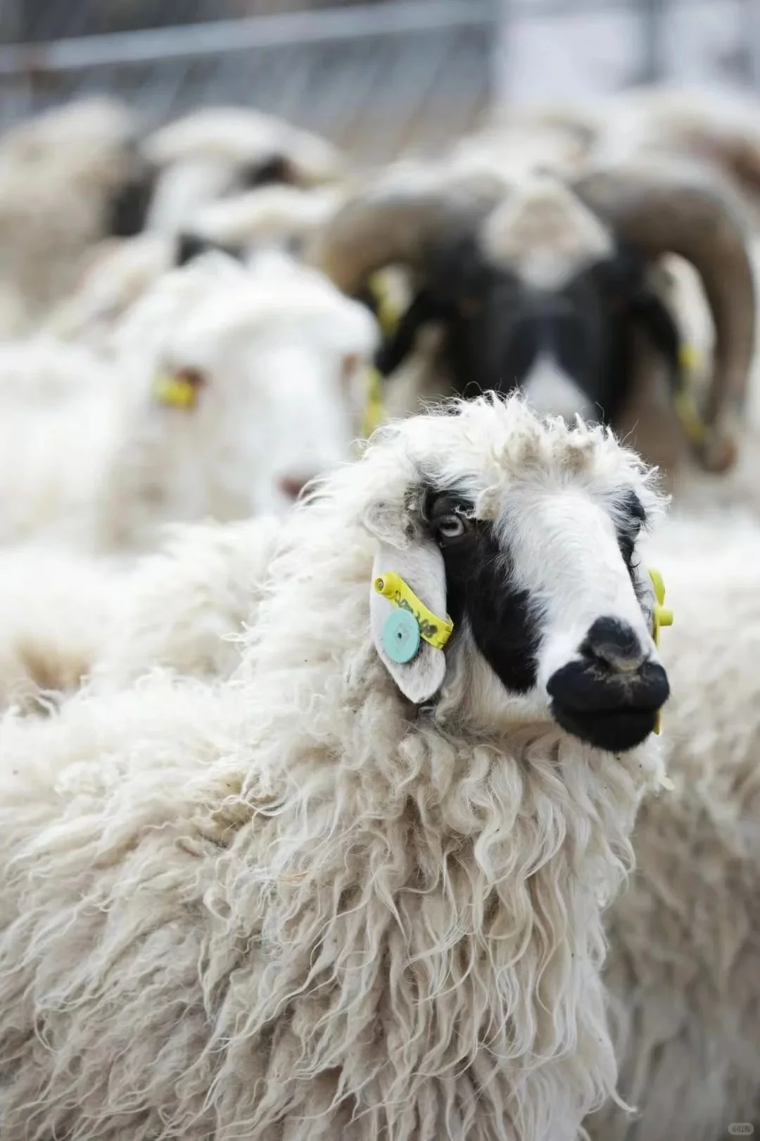 上班乏力?来口乾隆同款御膳滩羊满血复活!